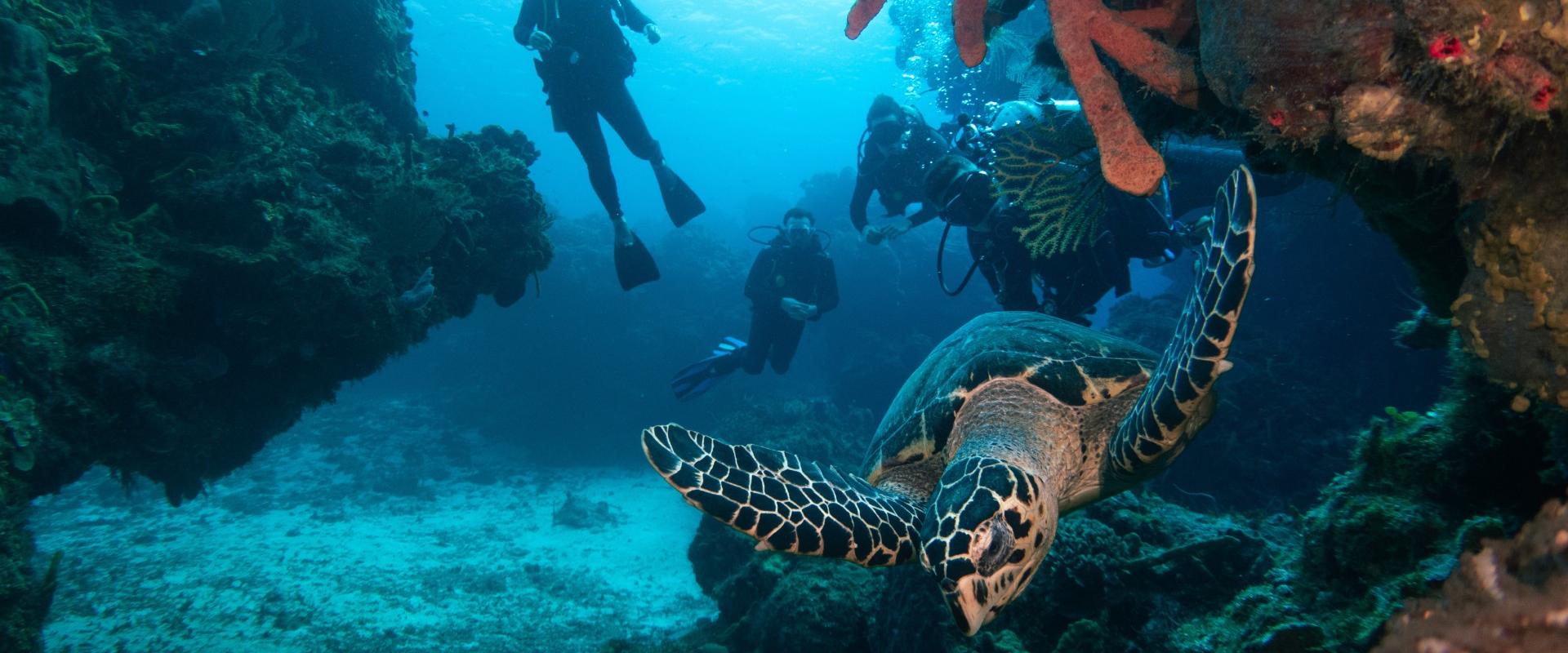 Island Divers Cozumel Coral Princess Hotel & Dive Resort  Island Divers Cozumel Coral Princess Hotel & Dive Resort