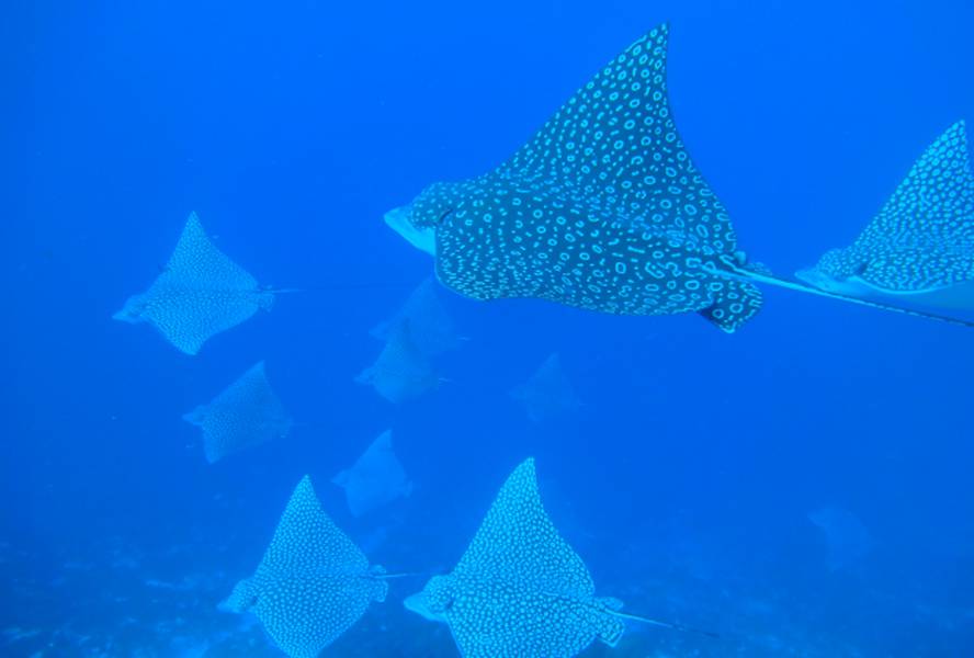 Scuba diving coral princess golf dive resort hotel cozumel Scuba diving coral princess golf dive resort hotel cozumel
