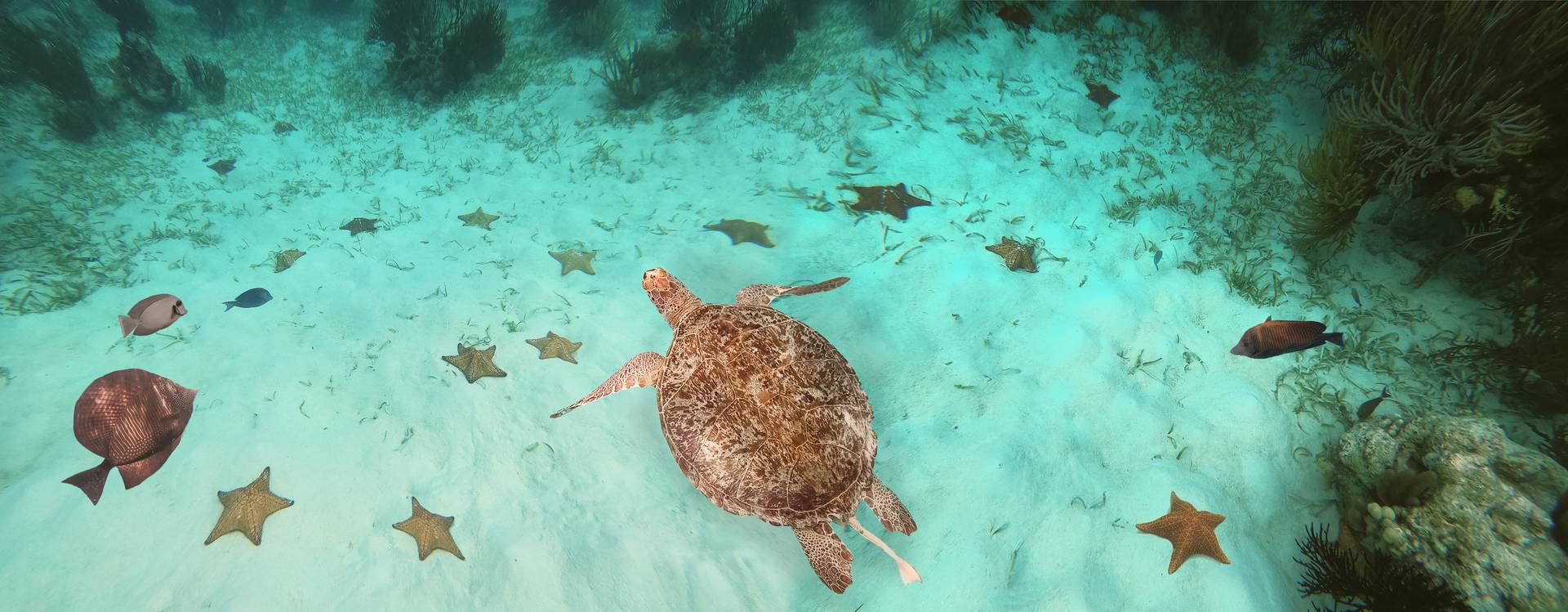 Cozumel Coral Princess Hotel & Dive Resort Cozumel Coral Princess Hotel & Dive Resort