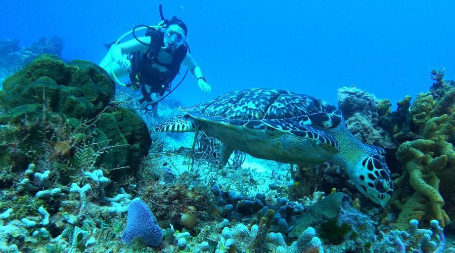 Coral Princess Hotel & Dive Resort Cozumel Coral Princess Hotel & Dive Resort Cozumel