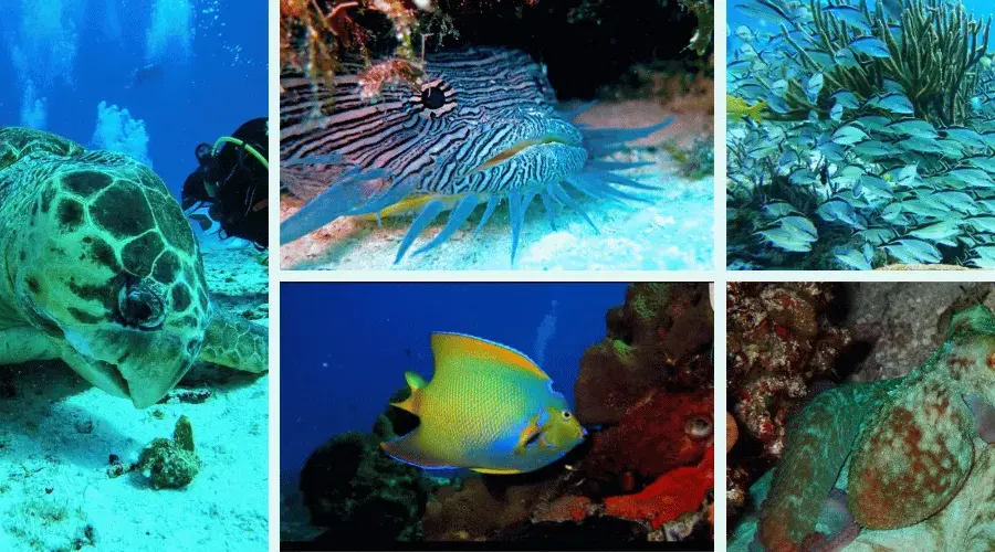 Diving in Cozumel: Discover the Best Reefs in the Caribbean Coral Princess Hotel & Dive Resort Diving in Cozumel: Discover the Best Reefs in the Caribbean Coral Princess Hotel & Dive Resort