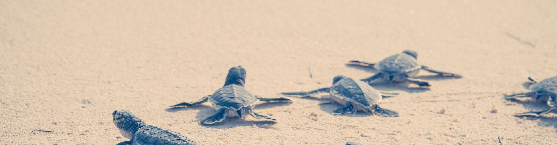 Coral Princess Hotel & Dive Resort - Cozumel - Sea Turtle Nesting Season in Cozumel: A Natural Wonder Worth Protecting Coral Princess Hotel & Dive Resort - Cozumel - Sea Turtle Nesting Season in Cozumel: A Natural Wonder Worth Protecting