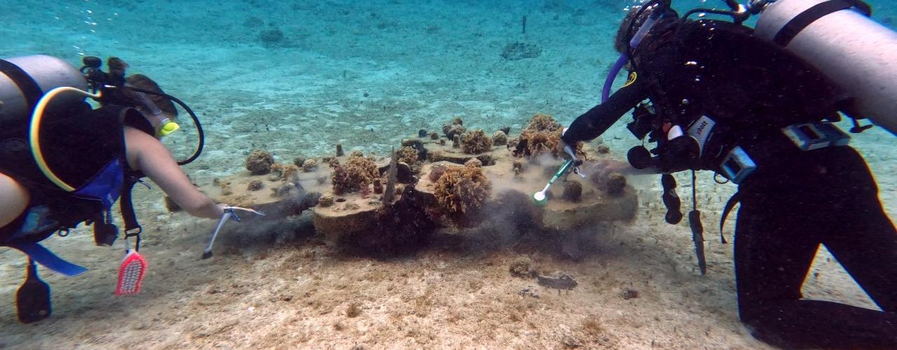 Coral Princess Hotel & Dive Resort - Cozumel - Buceo con Causa: Programas de Buceo de Voluntariado en Cozumel Coral Princess Hotel & Dive Resort - Cozumel - Buceo con Causa: Programas de Buceo de Voluntariado en Cozumel