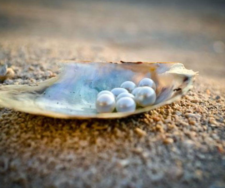 Cozumel Pearl Farm: Uncover Ocean Treasures Coral Princess Hotel & Dive Resort  Cozumel Pearl Farm: Uncover Ocean Treasures Coral Princess Hotel & Dive Resort