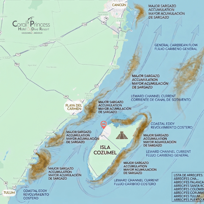 Mapa mostrando las corrientes y el sargazo alrededor de Cozumel y el Caribe Mexicano